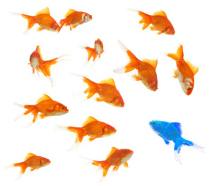 A group of goldfish swimming in a white background.