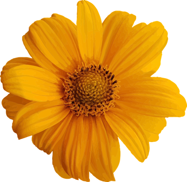 A yellow flower against a contrasting black background.