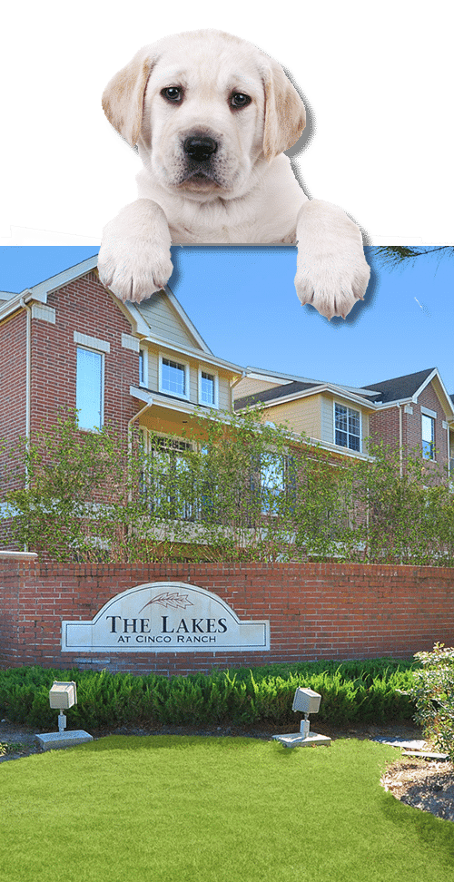 A puppy is standing in front of a sign that says the lakes, showcasing apartments for rent in Katy.