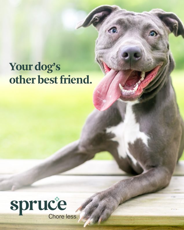 Your dog's other friend - spruce Katy Texas Apartments.